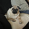 dog, pug, pet, animal, indoor, blanket, chair, furniture, person, clothing, sitting, relaxed, cute, face, paw, companion, domestic, cozy, resting, portrait