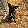 dog, brindle, bandana, outdoor, pebbles, fence, chain_link_fence, sunlight, shadow, pet, animal, ears_up, looking_up, tail, collar, ground, daylight, cute, friendly, alert