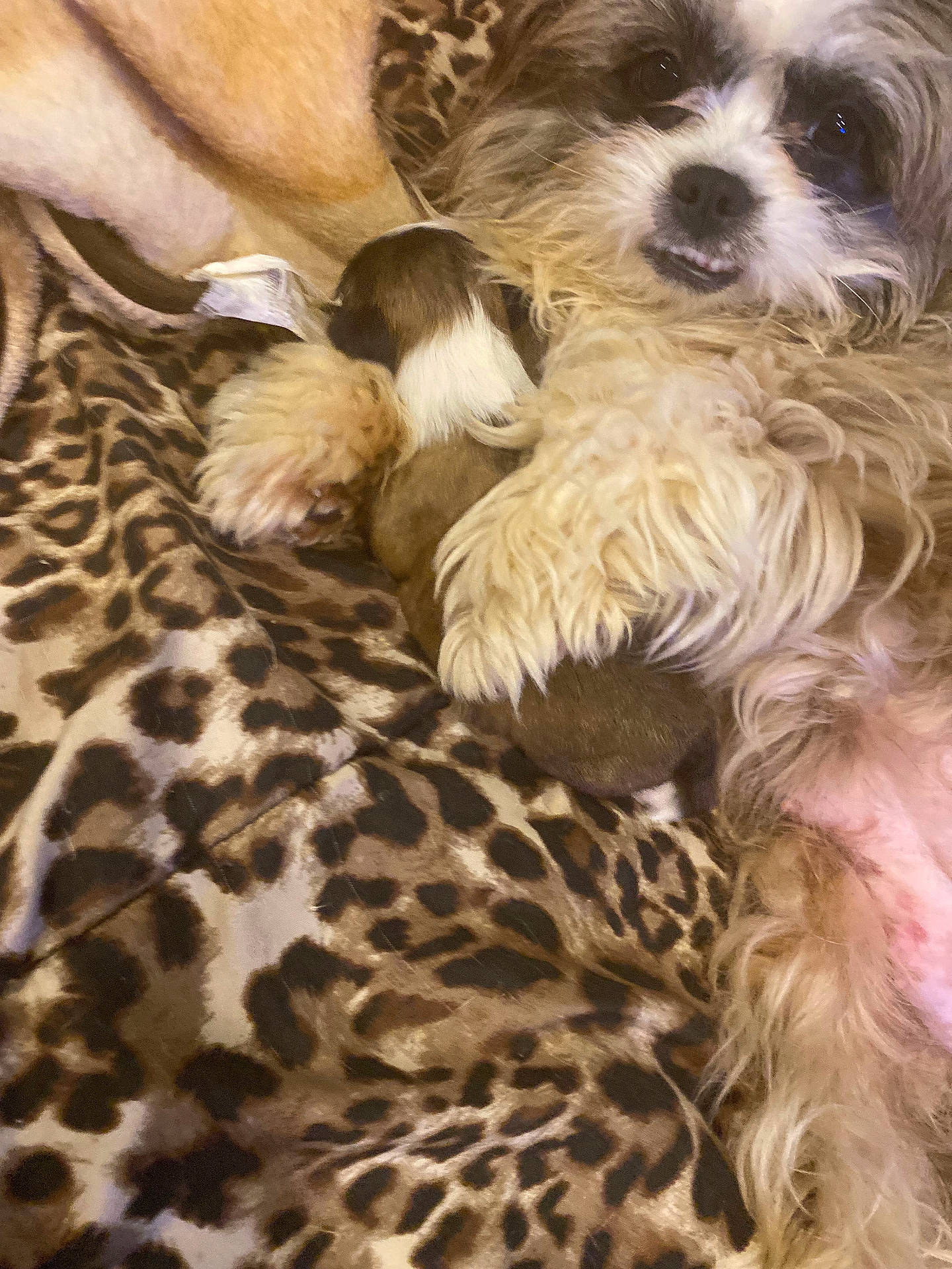 Chevrolet joined the competition — help win amazing prizes! affenpinscher, animal, canine, cat, clothing, cockerspaniel, couch, dog, fur, furniture, homedecor, hound, kitten, papillon, person, pet, poodle, puppy, sleeping, terrier