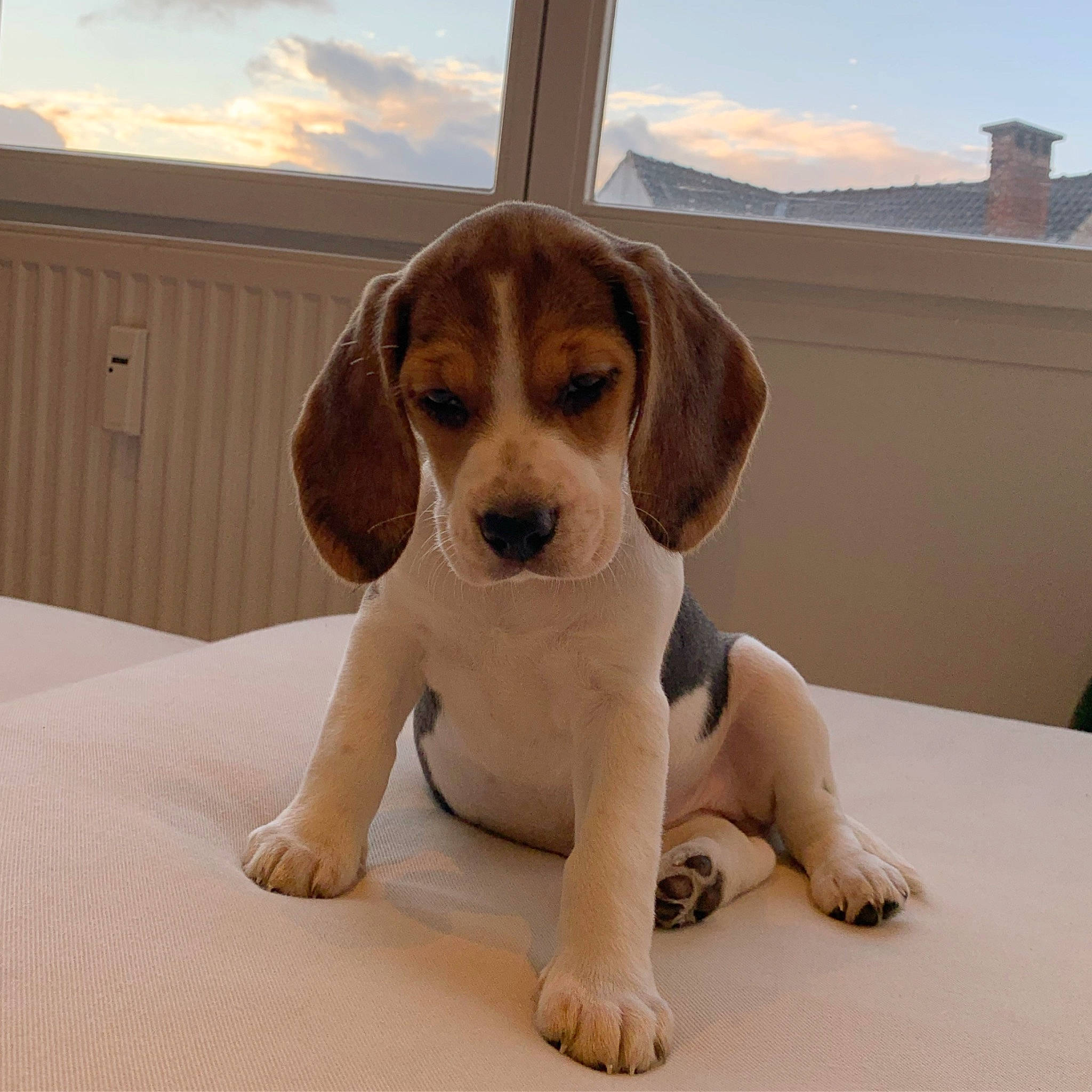Jane a rejoint le concours — aidez-le/la à gagner de superbes lots ! beagle, beaglier, canidae, carnivore, companion_dog, daylighting, dog, dog_breed, door, fawn, foot, hound, liver, pet_supply, puppy, scent_hound, snout, sporting_group, working_animal, working_dog