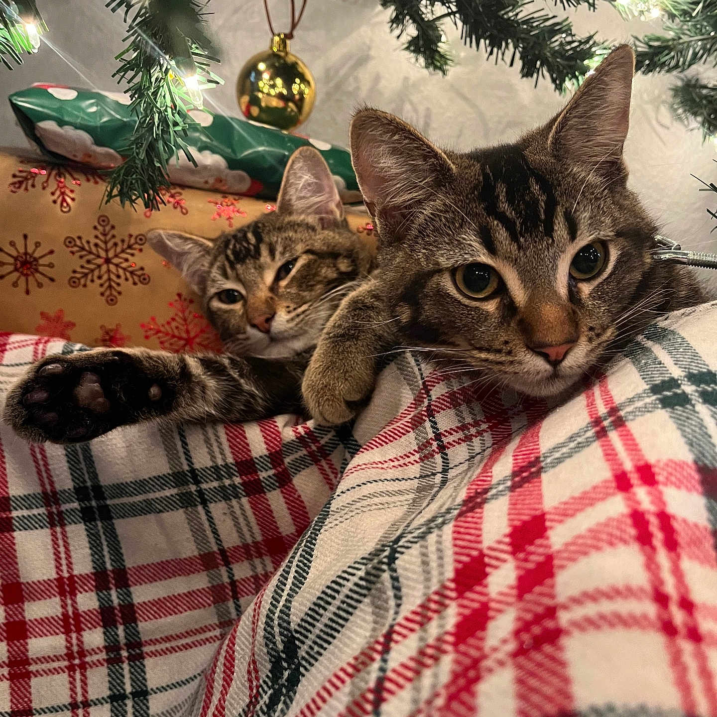 Aster And Tiger joined the competition — help win amazing prizes! animal, cat, christmas_lights, christmas_tree, close_up, cozy, cute, domestic_cat, feline, festive, holiday, indoor, ornament, pets, plaid_blanket, relaxed, resting, tabby_cat, two_cats, wrapped_presents
