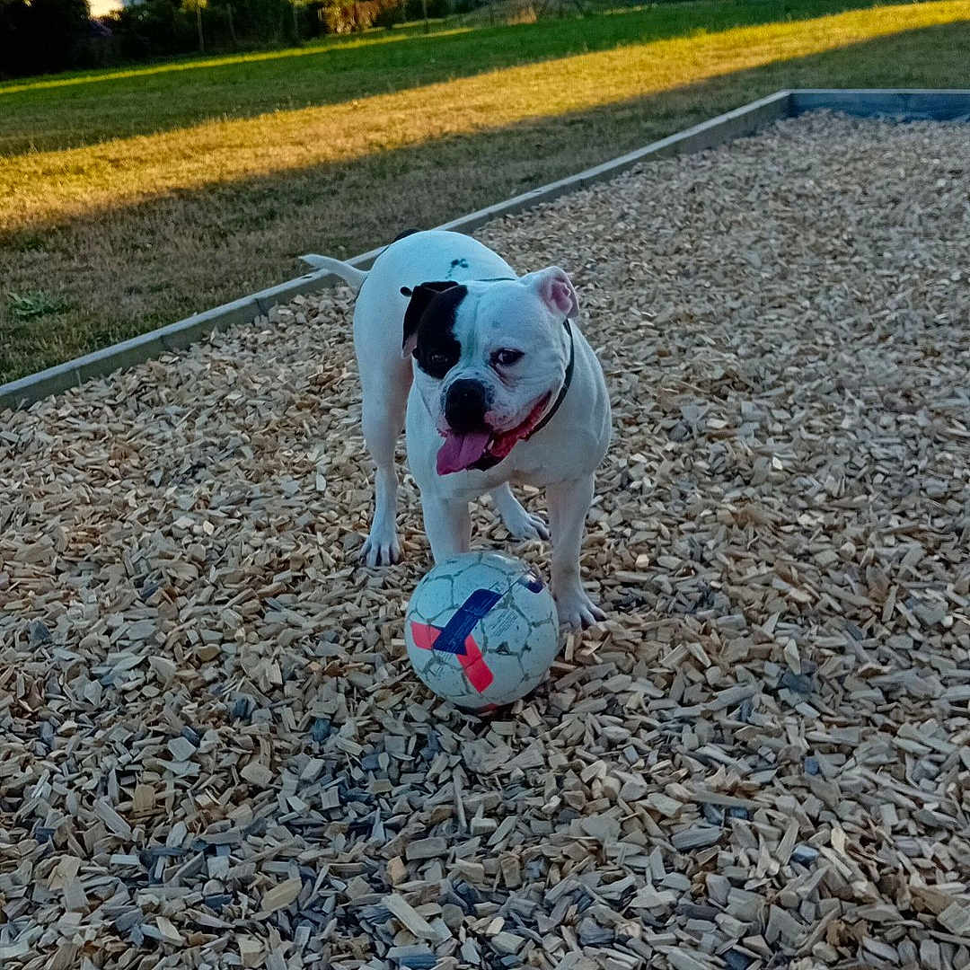 Bella participe au concours pour gagner de l'argent avec cette photo : animal, ball, bulldog, canine, dog, football, grass, nature, neighborhood, outdoors, pet, photography, plant, puppy, soccer, soccerball, soil, sphere, sport, tennis