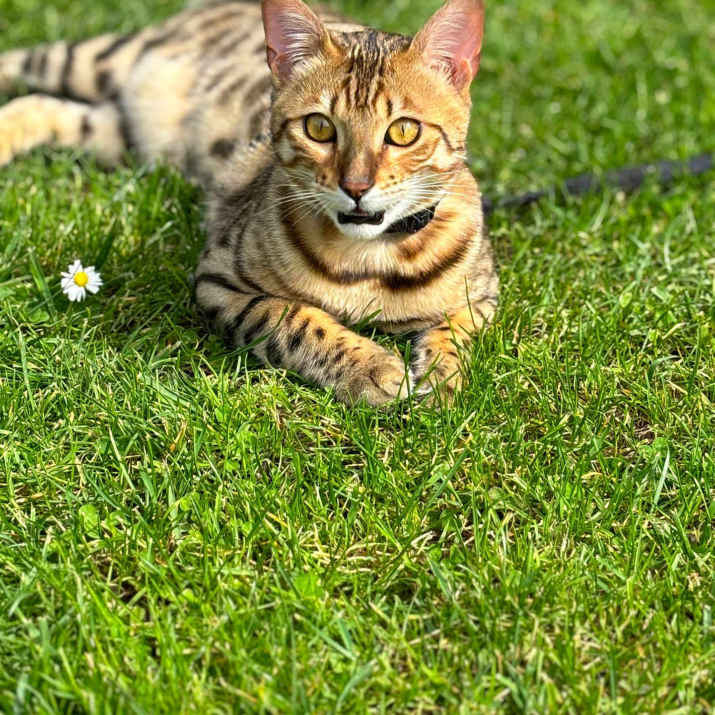 Milka participe au concours pour gagner de l'argent avec cette photo : abyssinian, animal, cat, cheetah, egyptiancat, field, flower, grass, grassland, green, herbal, herbs, kitten, lawn, nature, ocelot, outdoors, pet, plant, vegetation