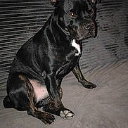 Paco a rejoint le concours — aidez-le/la à gagner de superbes lots ! animal, black_dog, calm, canine, companion, couch, cute, dog, domestic_animal, fur, household, indoor, leaf_pattern, looking, mammal, pet, pillow, portrait, resting, sitting