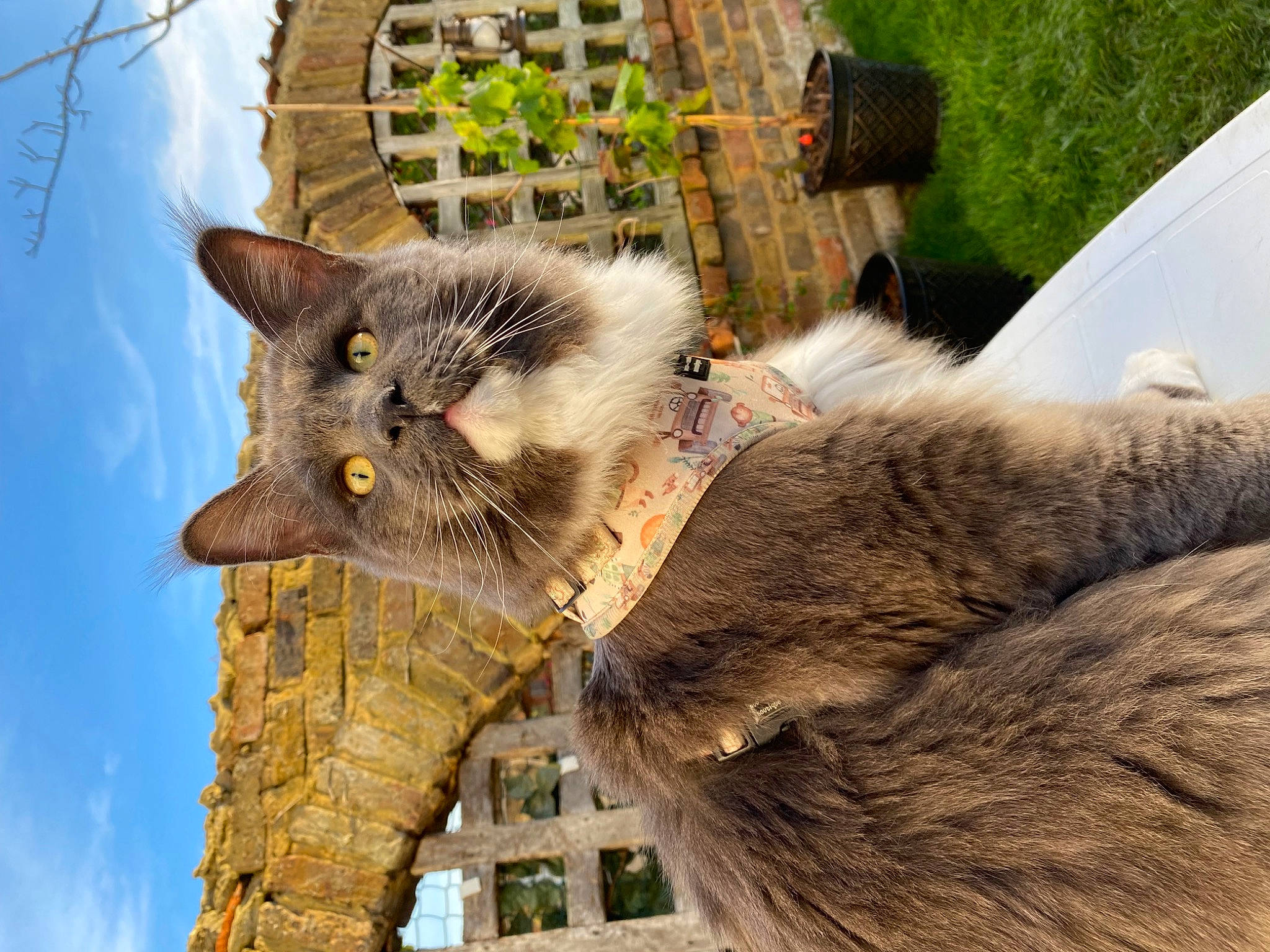 Mr Clover joined the competition — help win amazing prizes! carnivore, cat, cloud, domestic_short_haired_cat, fawn, felidae, fur, grass, plant, sky, small_to_medium_sized_cats, snout, tail, terrestrial_animal, tree, trunk, twig, whiskers, wildlife, wood