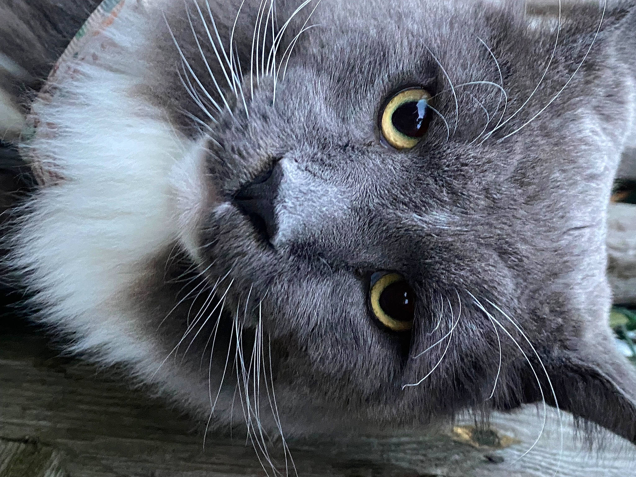 Mr Clover joined the competition — help win amazing prizes! black_cat, carnivore, cat, close_up, domestic_short_haired_cat, felidae, fur, grey, russian_blue, small_to_medium_sized_cats, snout, terrestrial_animal, whiskers