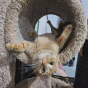 Nuggie joined the competition — help win amazing prizes! animal, carpeted, cat, cat_tunnel, cozy, curious, cute, ears, feline, furniture, home, indoor, looking_at_camera, orange_tabby, paws, pet, pet_toy, playful, relaxed, whiskers