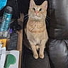 bottle, cat, clutter, cozy, curious, domestic, ears, furniture, home, indoor, leather_couch, looking_up, orange_tabby, papers, pet, remote_control, sitting, spoon, table, whiskers