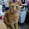 cat, ginger_cat, pet, animal, indoor, feline, whiskers, green_eyes, laundry_basket, chair, clutter, household, furniture, closeup, portrait, looking_at_camera, sitting, domestic, cute, tabby