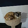 cat, cats, cat_tree, pet, feline, indoor, resting, cozy, cute, animal, two_animals, fur, whiskers, ears, perch, sleepy, companion, domestic_animal, mammal, relaxing
