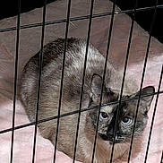 Mushroom joined the competition — help win amazing prizes! cat, siamese_cat, pet, animal, feline, blue_eyes, fur, cage, wire_cage, blanket, pink_blanket, indoor, resting, curious, looking, cute, soft, cozy, domestic_animal, mammal