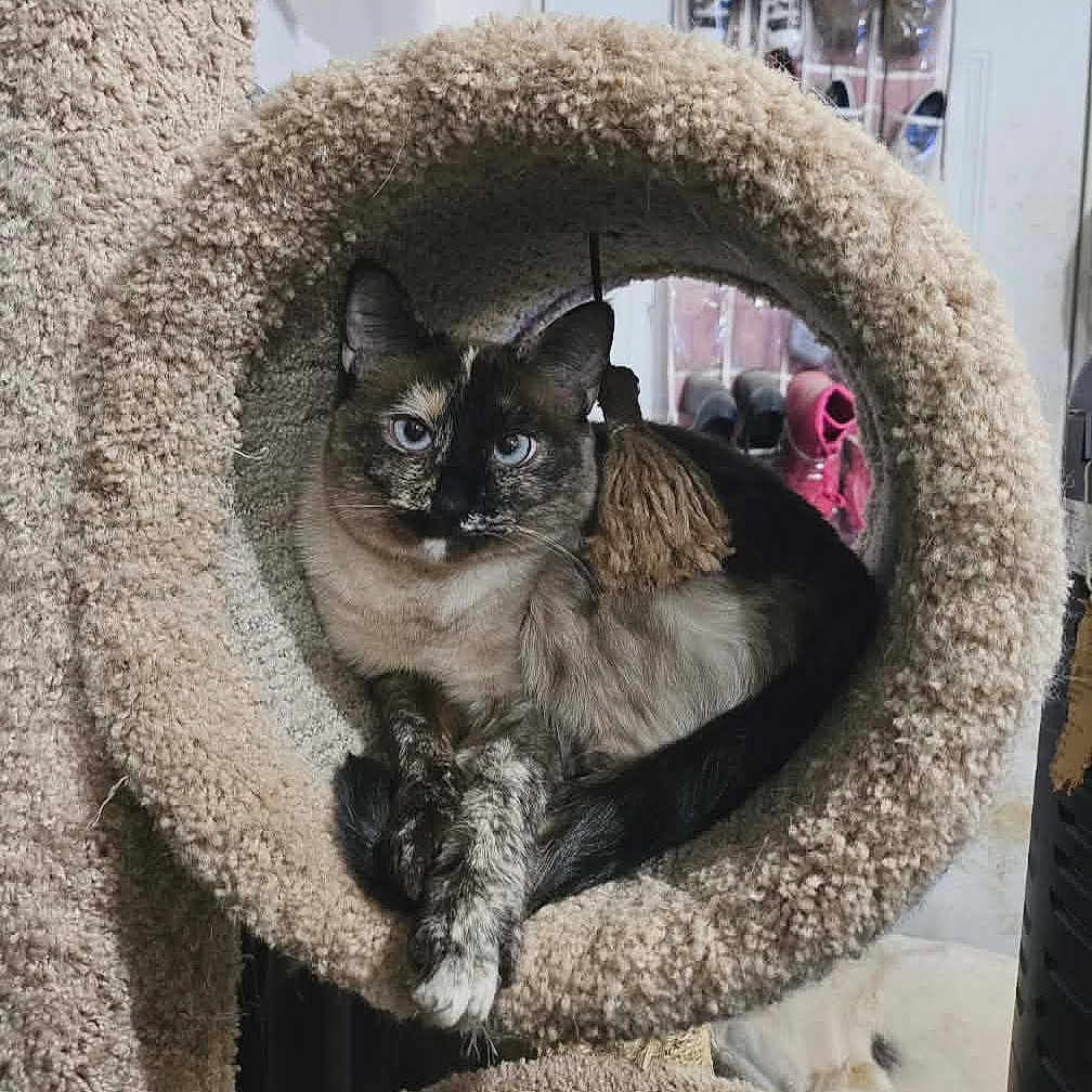 Mushroom joined the competition — help win amazing prizes! cat, tortoiseshell, blue_eyes, cat_tree, carpeted, furniture, indoor, pet, animal, lounging, crossed_paws, household, shoes, cozy, relaxed, feline, portrait, cute, domestic, resting