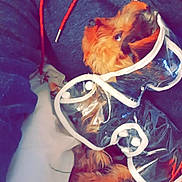 Bébé participe au concours pour gagner de l'argent avec cette photo : dog_like_mammal, ear, vertebrate