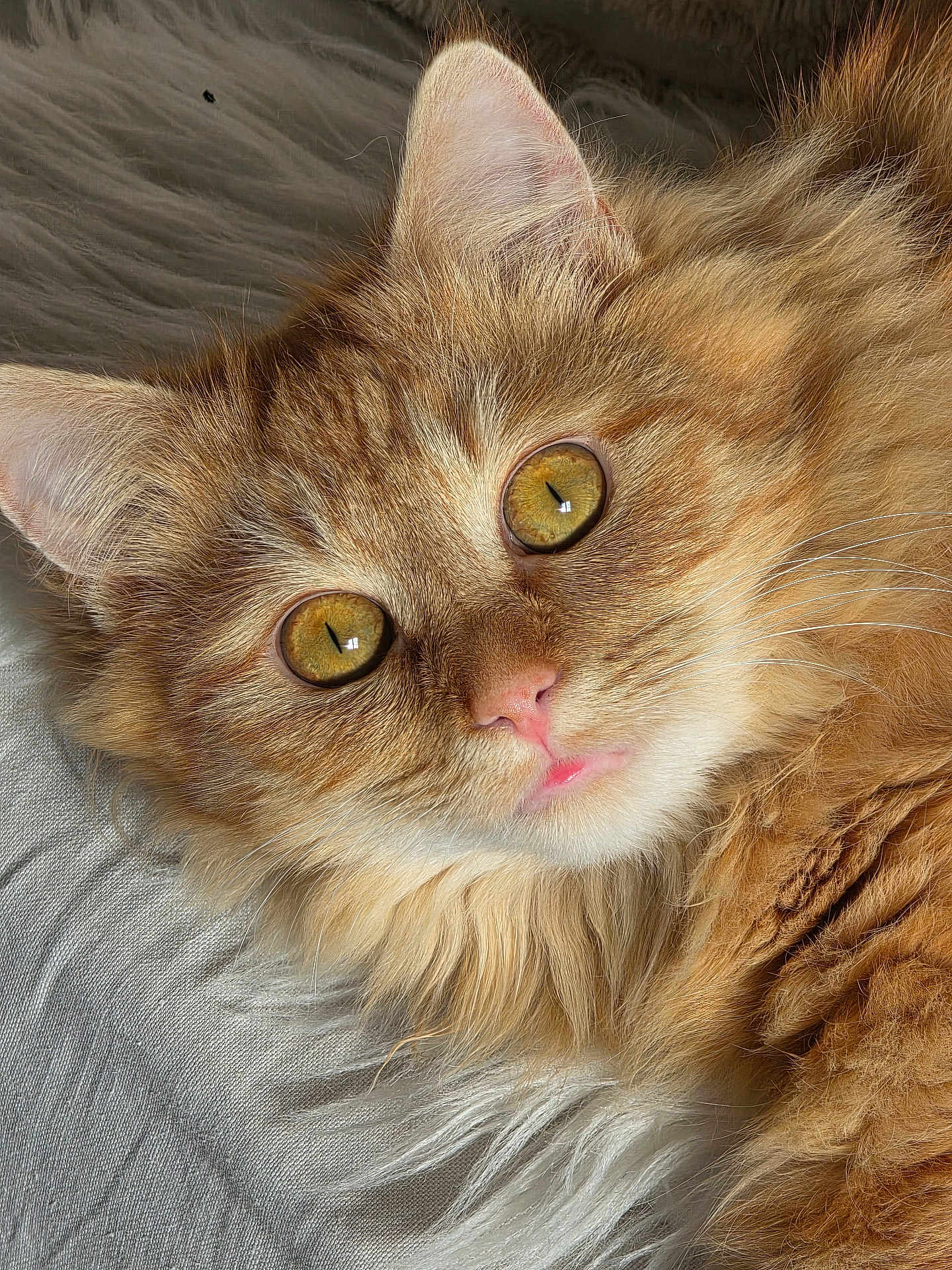 Maya participe au concours pour gagner de l'argent avec cette photo : cat, orange_tabby, close_up, fluffy, whiskers, golden_eyes, pink_nose, fur, pet, animal, resting, texture, fabric, soft_lighting, cute, domestic_cat, portrait, indoor, relaxed, feline