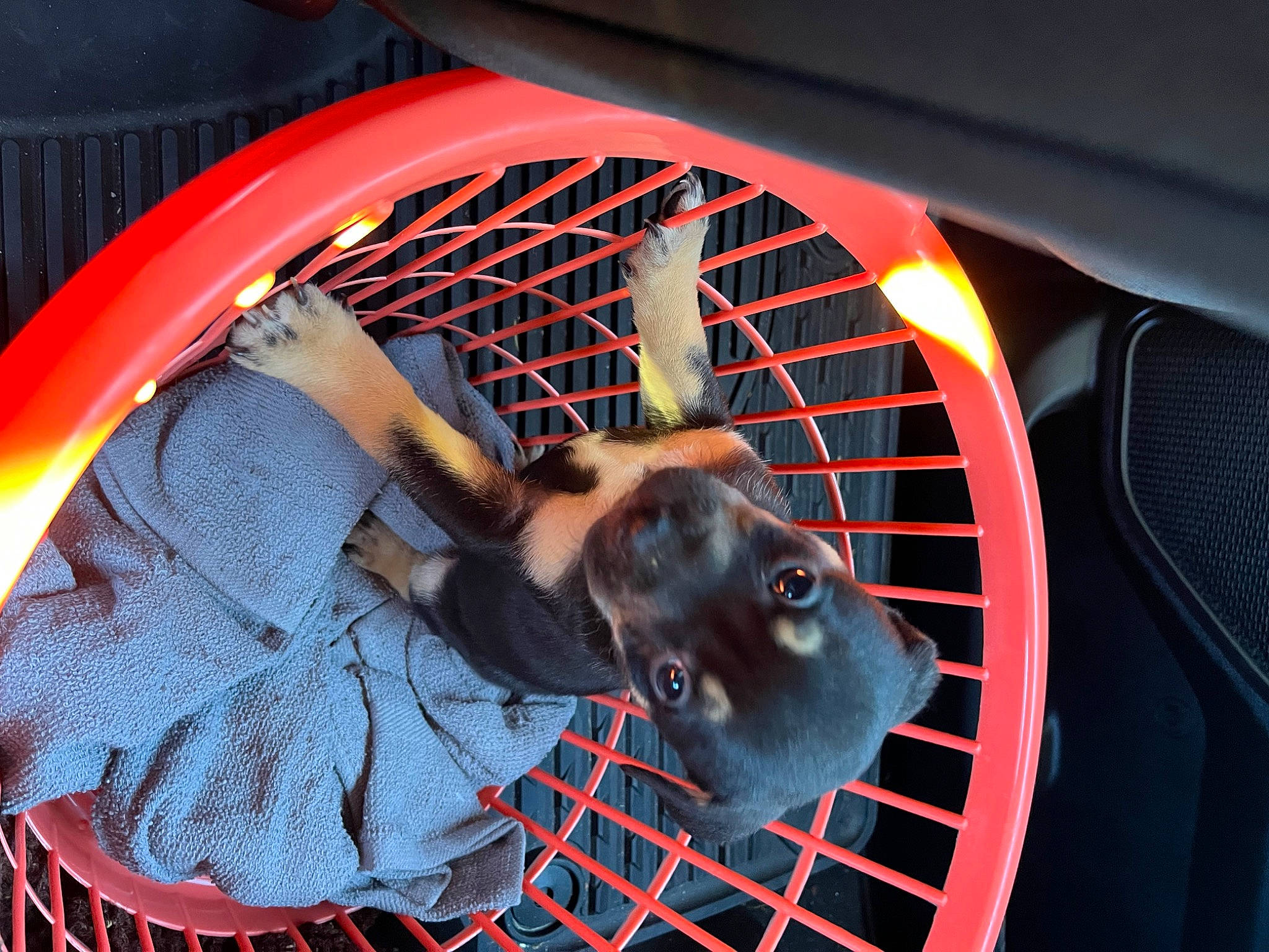 Olive is registered to the contest to win money with this photo: audio_equipment, auto_part, automotive_design, automotive_exterior, automotive_lighting, automotive_wheel_system, carmine, circle, dog_supply, flash_photography, flesh, mesh, metal, pattern, personal_protective_equipment, red, rim, symmetry