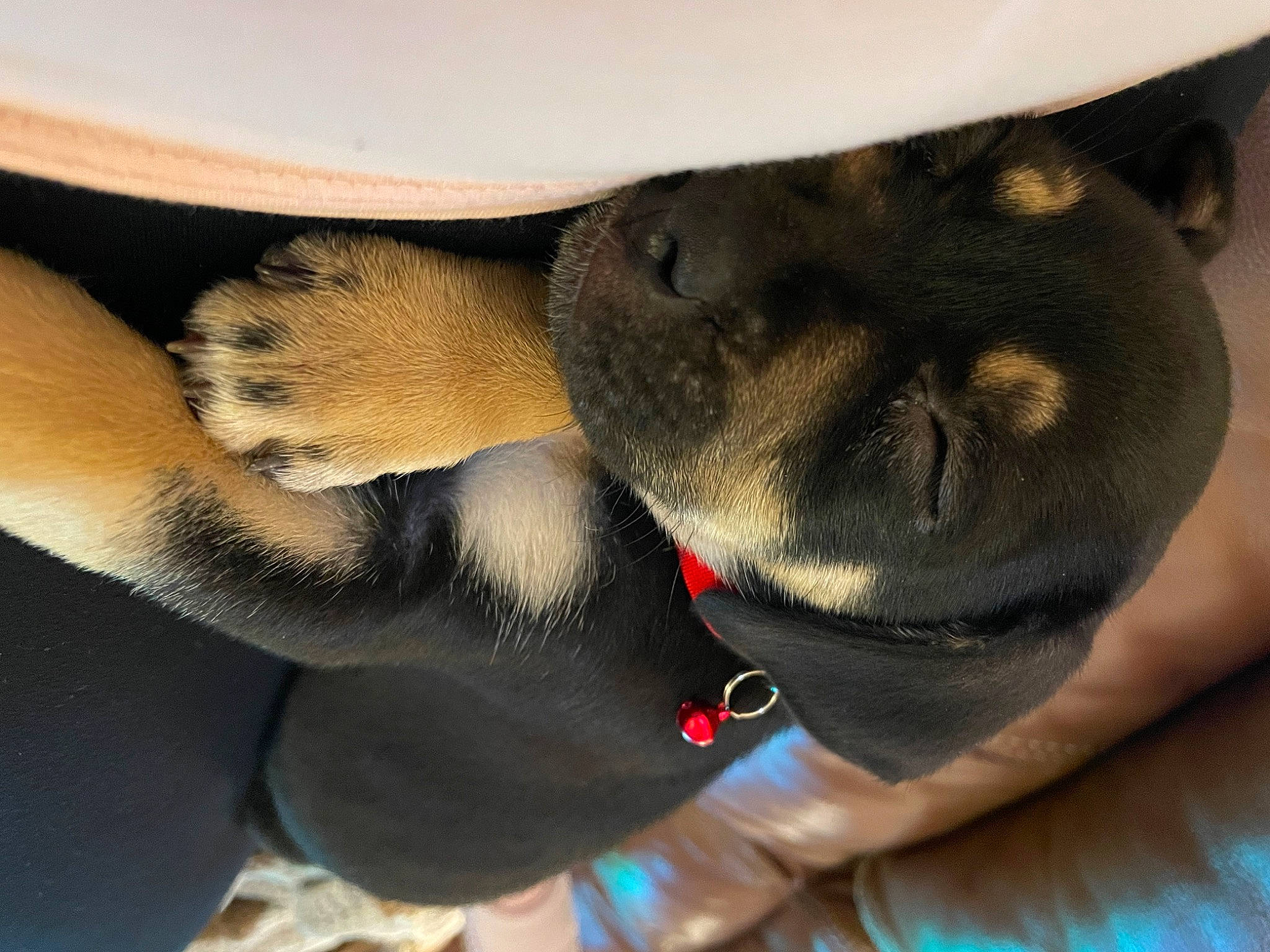 Olive joined the competition — help win amazing prizes! carnivore, collar, comfort, companion_dog, dog, dog_breed, ear, elbow, fawn, foot, gesture, human_leg, jaw, paw, snout, sporting_group, tail, vertebrate, whiskers, working_animal