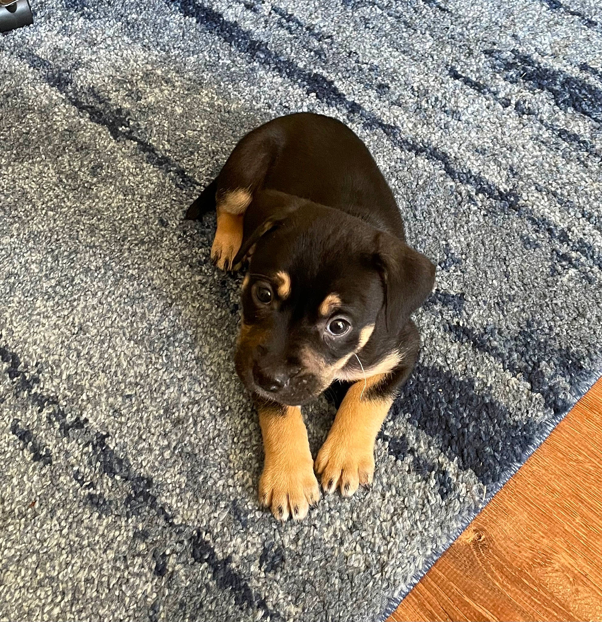 Olive joined the competition — help win amazing prizes! asphalt, carnivore, companion_dog, dog, dog_breed, fawn, flooring, hardwood, paw, road_surface, shadow, sporting_group, tar, terrestrial_animal, varnish, wood, working_animal, working_dog