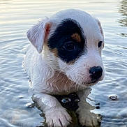 Boston a rejoint le concours — aidez-le/la à gagner de superbes lots ! puppy, dog, water, lake, rocks, pebbles, wet_fur, paw, nose, black_patch, reflection, shallow_water, calm_water, outdoors, nature, sunrise, portrait, cute, small_animal, whiskers