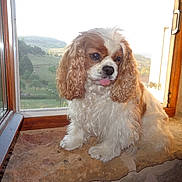 Colombe a rejoint le concours — aidez-le/la à gagner de superbes lots ! american_cocker_spaniel, canidae, carnivore, cavalier_king_charles_spaniel, cavapoo, cocker_spaniel, companion_dog, dog, dog_breed, fawn, king_charles_spaniel, mammal, puppy, rare_breed_dog, russian_spaniel, snout, spaniel, sporting_group, toy_dog, vertebrate