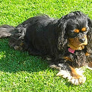 Bingo participe au concours pour gagner de l'argent avec cette photo :