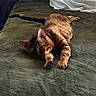 animal, bed, bengal_cat, blanket, cat, cozy, domestic_animal, ears, feline, fur, green, indoor, mammal, paws, pet, relaxed, resting, sleepy, striped, whiskers