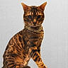 Bruno is registered to the contest to win money with this photo: animal, bengal_cat, black_border, cat, close_up, domestic_cat, ears, feline, fur, gold_chain, gray_background, indoor, jewelry, looking_at_camera, paw, pet, portrait, sitting, striped, whiskers