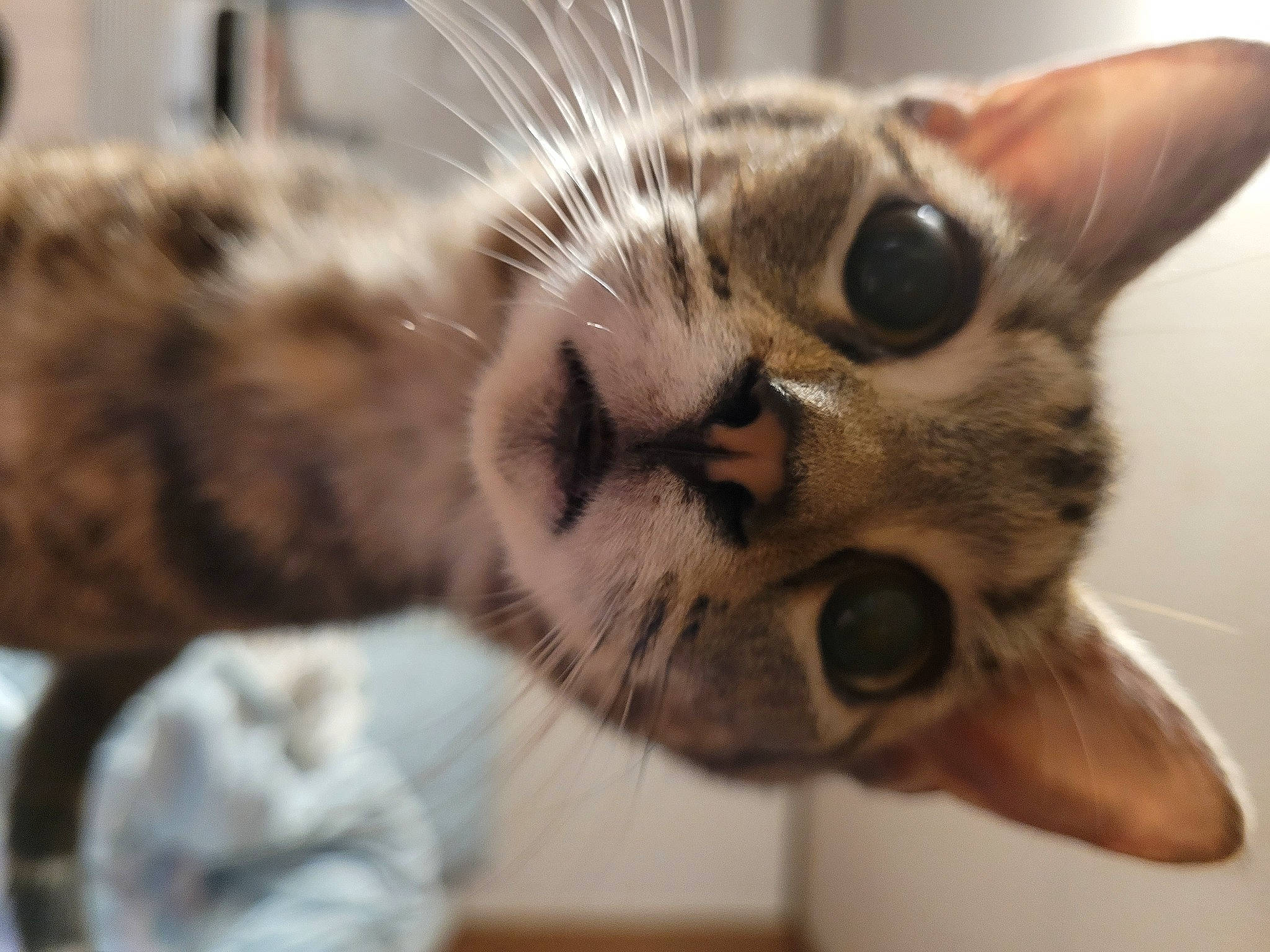 Phantom is registered to the contest to win money with this photo: carnivore, cat, claw, close_up, domestic_short_haired_cat, door, ear, eye, eyelash, fawn, felidae, fur, head, paw, small_to_medium_sized_cats, snout, terrestrial_animal, whiskers, wildlife