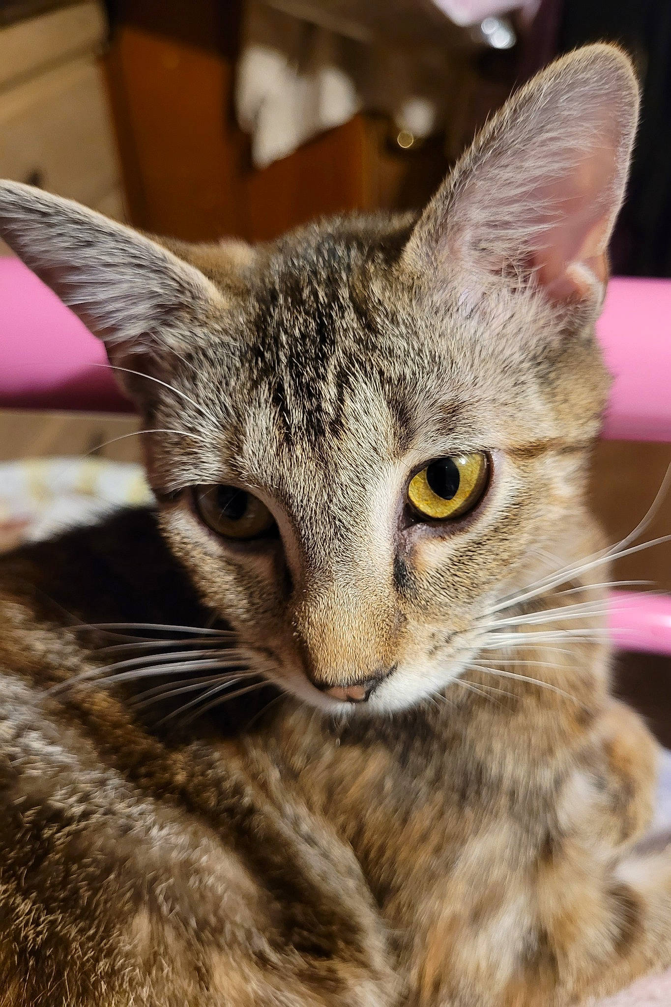 Phantom joined the competition — help win amazing prizes! carnivore, cat, close_up, curious, domestic_short_haired_cat, ear, felidae, fur, paw, small_to_medium_sized_cats, snout, terrestrial_animal, whiskers, wildlife, window