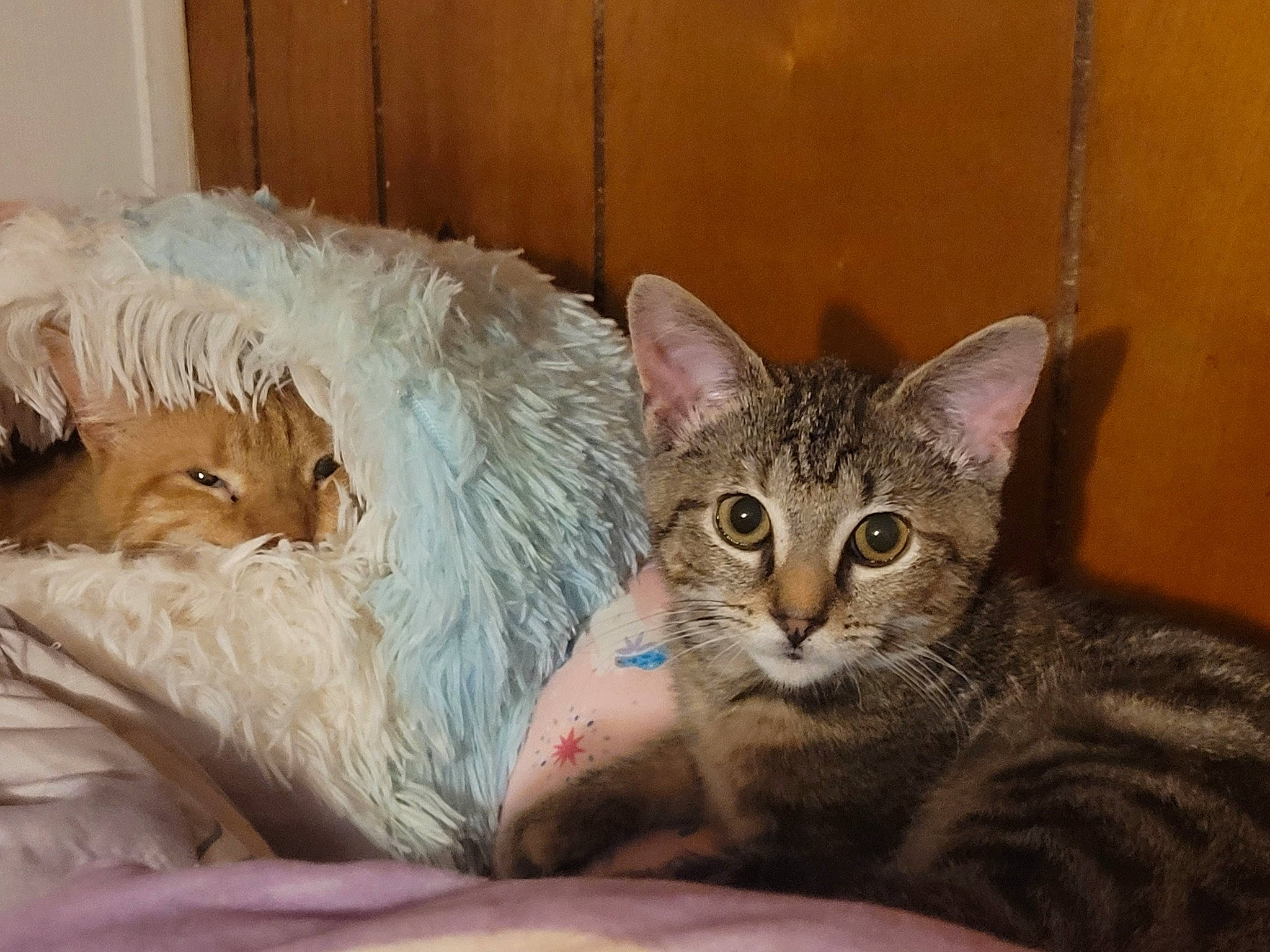 Phantom is registered to the contest to win money with this photo: bed, carnivore, cat, claw, comfort, couch, domestic_short_haired_cat, eye, fawn, felidae, fur, paw, sitting, small_to_medium_sized_cats, tail, vertebrate, whiskers, window