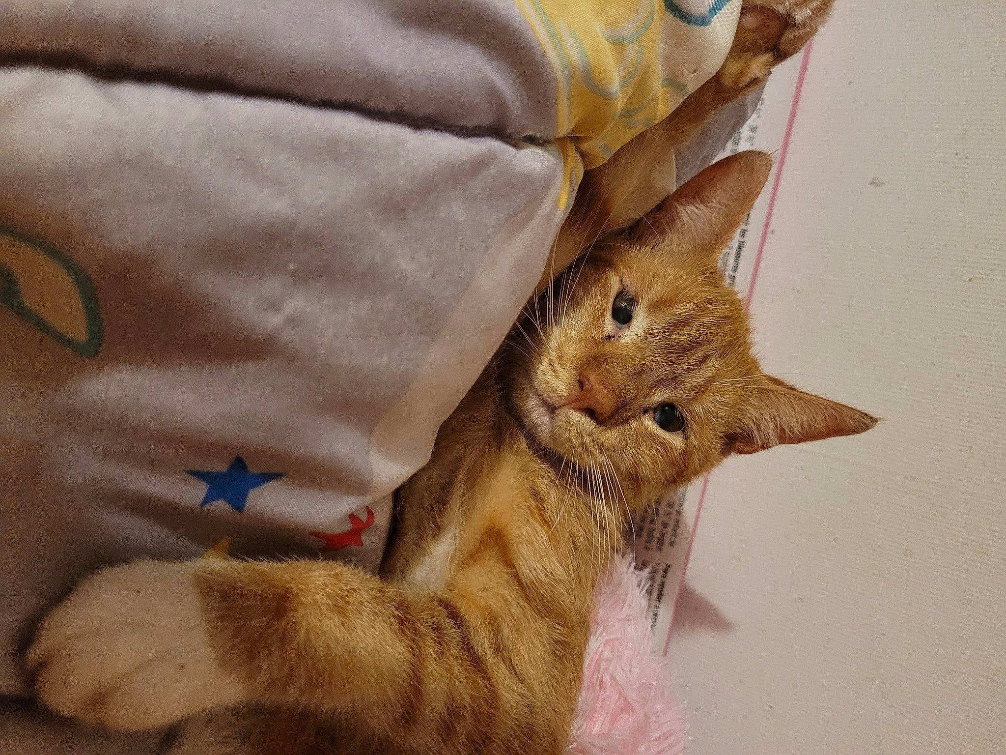 She-ra is registered to the contest to win money with this photo: carnivore, cat, claw, comfort, domestic_short_haired_cat, fawn, felidae, fur, linens, paper_bag, paw, small_to_medium_sized_cats, snout, tail, terrestrial_animal, whiskers