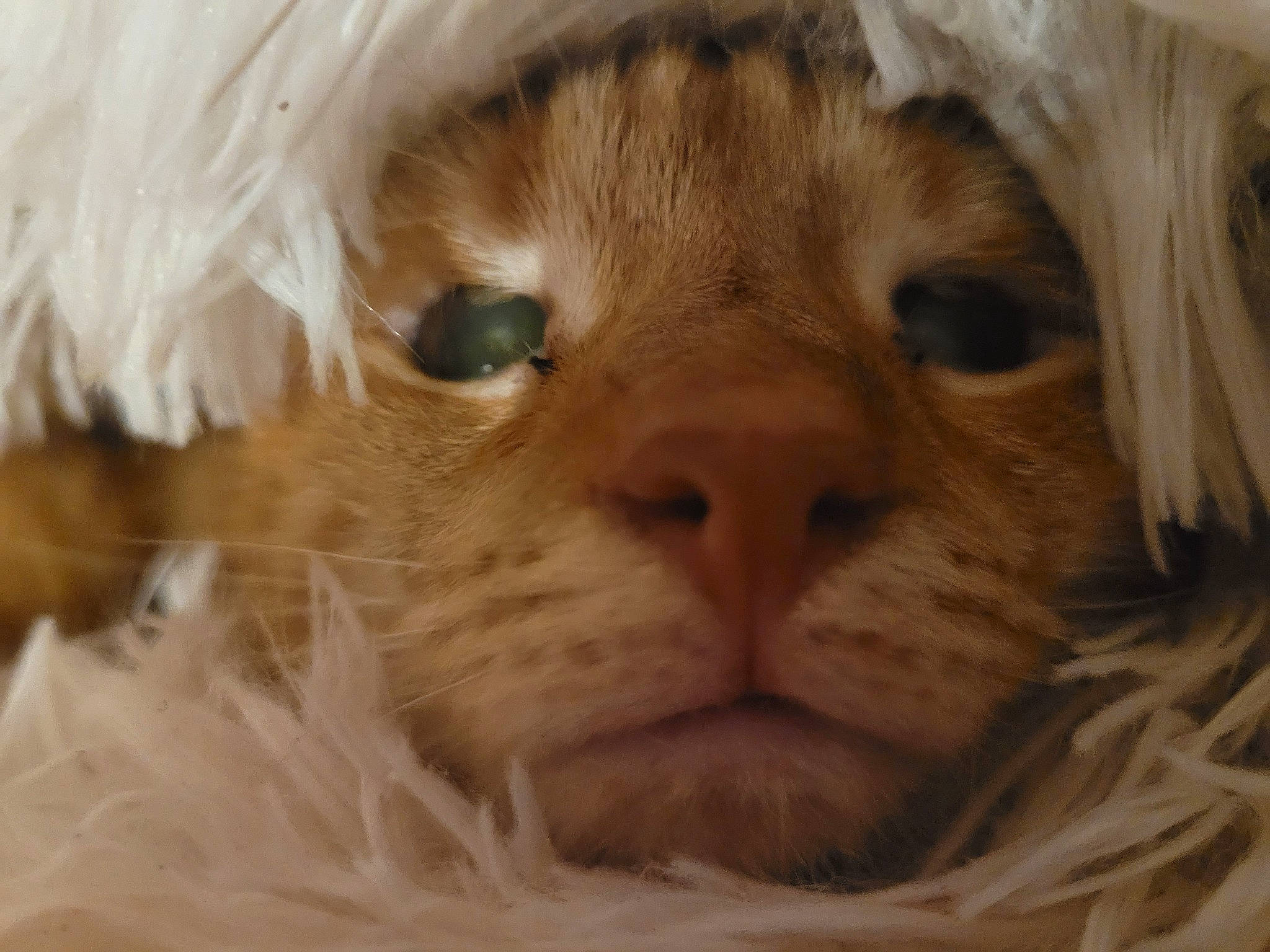 She-ra is registered to the contest to win money with this photo: carnivore, cat, fang, fawn, felidae, fur, small_to_medium_sized_cats, snout, terrestrial_animal, whiskers, wildlife, wrinkle