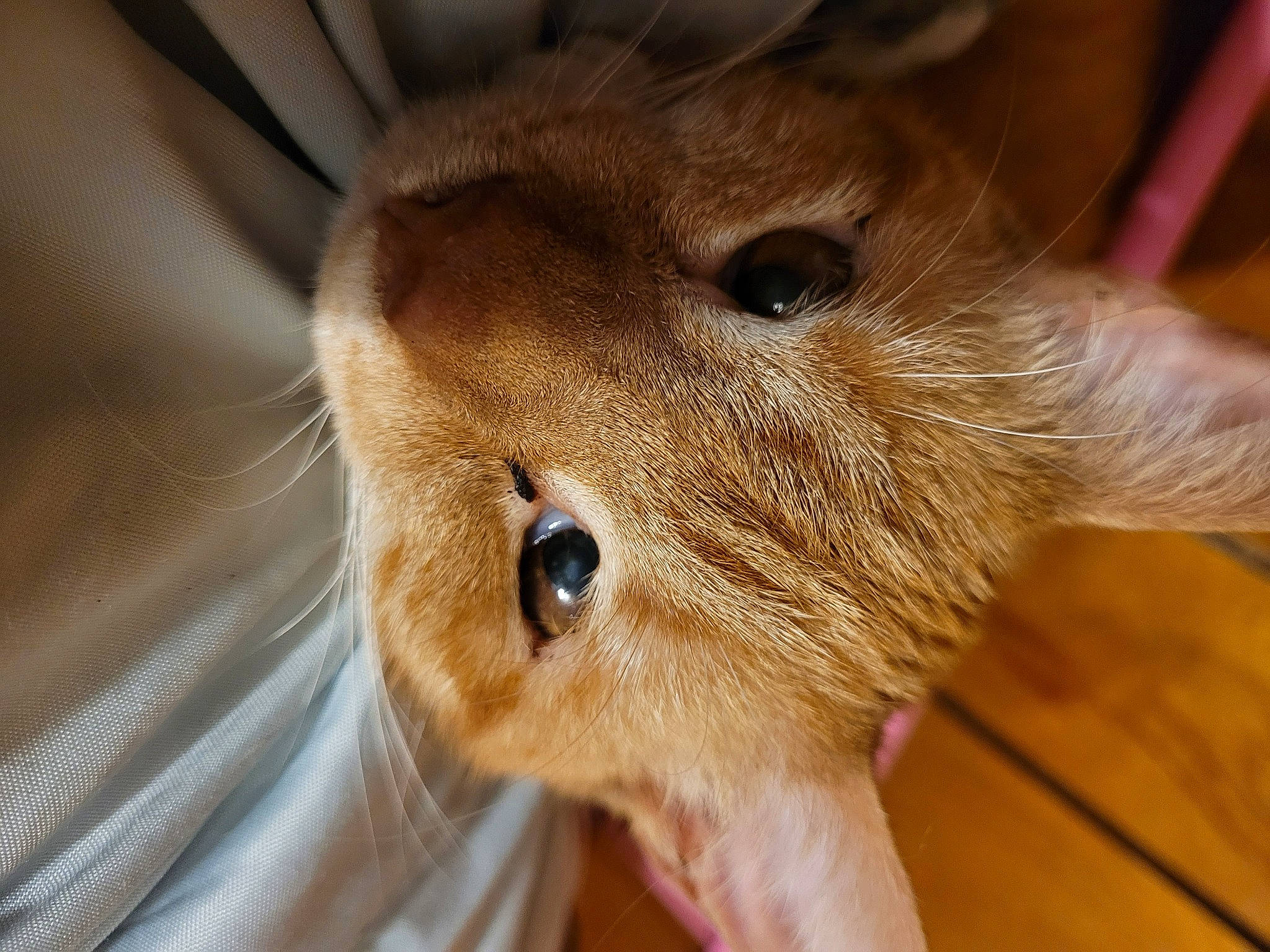 She-ra joined the competition — help win amazing prizes! canidae, carnivore, cat, close_up, dog_breed, domestic_short_haired_cat, ear, eyelash, fawn, felidae, fur, hardwood, liver, musical_instrument, rodent, small_to_medium_sized_cats, snout, whiskers, wildlife, wood