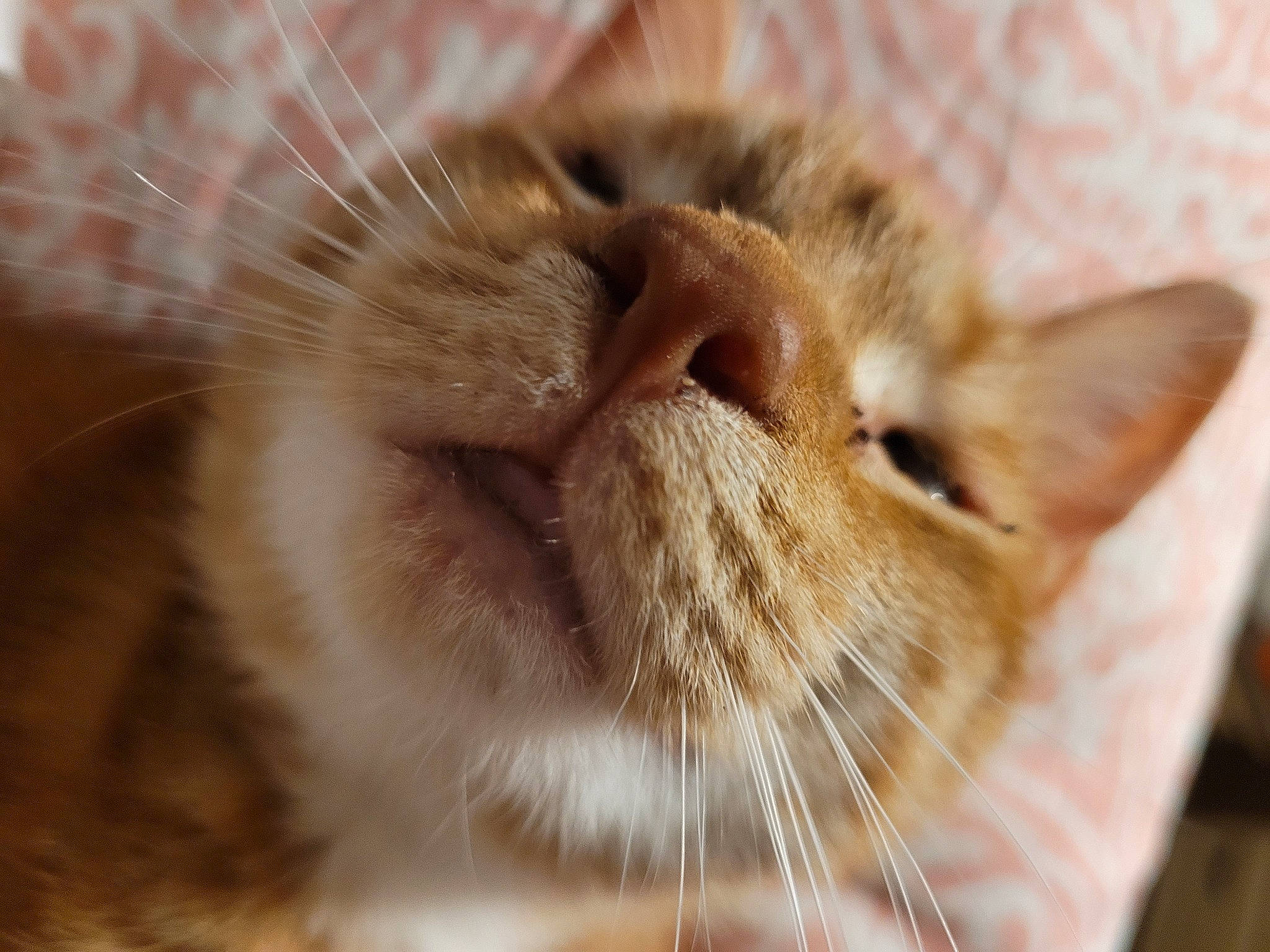 She-ra joined the competition — help win amazing prizes! carnivore, cat, claw, domestic_short_haired_cat, ear, fawn, felidae, fur, macro_photography, paw, small_to_medium_sized_cats, snout, tail, whiskers, wildlife, wood