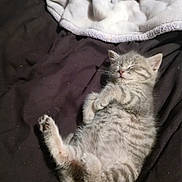 Miracle is registered to the contest to win money with this photo: kitten, sleeping, gray_tabby, furry, pet, indoor, blanket, cozy, cute, animal, fur, small, resting, paw, whiskers, relaxed, bed, soft, young, adorable