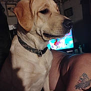 Queen joined the competition — help win amazing prizes! dog, labrador, yellow_lab, collar, indoor, tattoo, arm, television, dim_light, pet, animal, fur, canine, sitting, side_view, domestic, companion, portrait, watching, room
