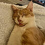 cat, sleeping, orange_cat, white_cat, close_up, tongue_out, fluffy_blanket, cozy, pet, animal, cute, relaxed, indoor, fur, whiskers, resting, mammal, domestic_animal, nap, soft