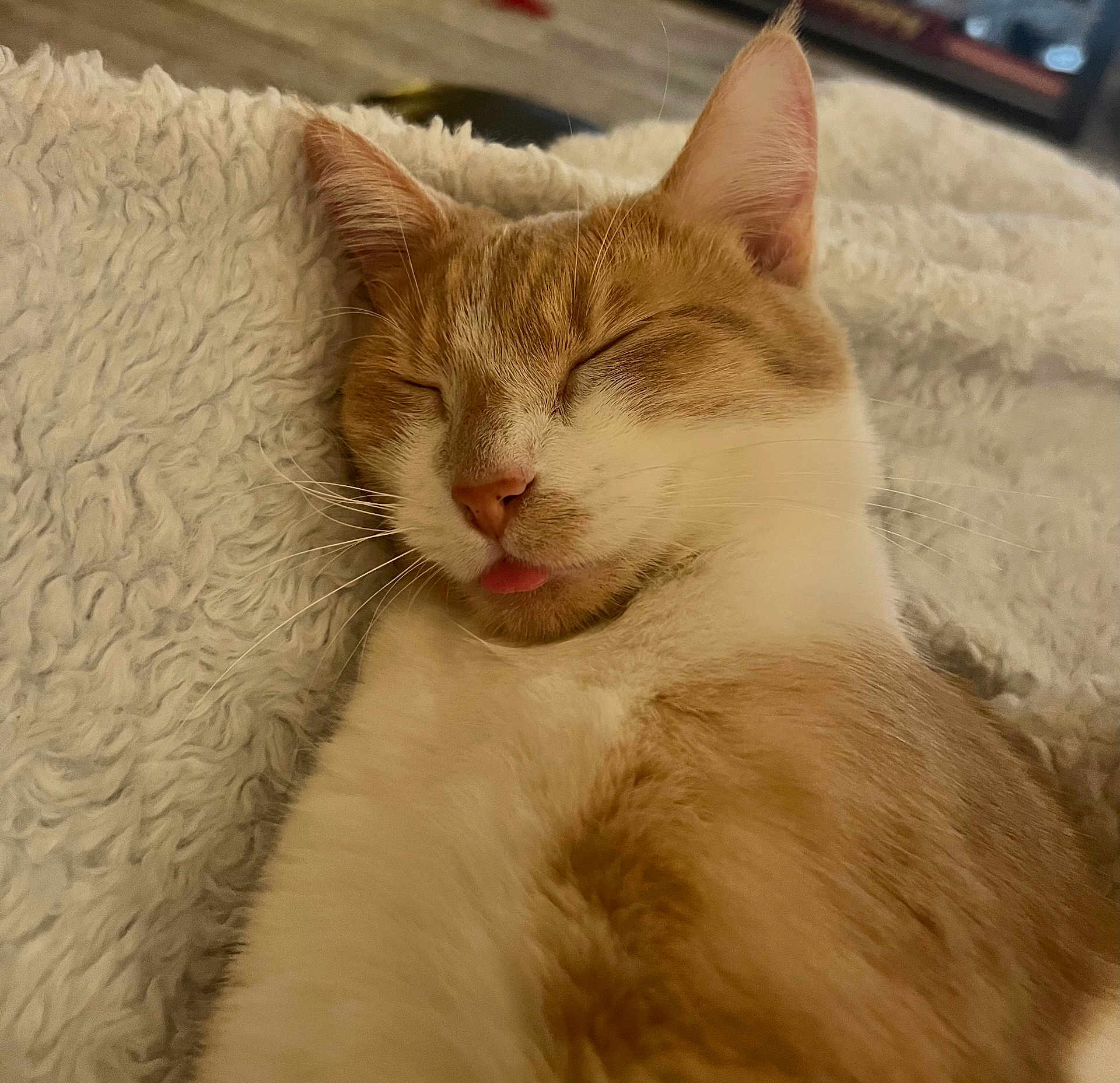 Twinkie is registered to the contest to win money with this photo: cat, sleeping, orange_cat, white_cat, close_up, tongue_out, fluffy_blanket, cozy, pet, animal, cute, relaxed, indoor, fur, whiskers, resting, mammal, domestic_animal, nap, soft