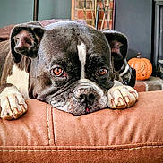 Olive joined the competition — help win amazing prizes! animal, black_and_white, brown, close_up, comfort, couch, cozy, dog, ears, face, fireplace, furniture, home, indoor, paws, pet, pumpkin, relaxed, resting, stitching