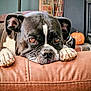 animal, black_and_white, brown, close_up, comfort, couch, cozy, dog, ears, face, fireplace, furniture, home, indoor, paws, pet, pumpkin, relaxed, resting, stitching