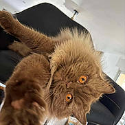 Texas participe au concours pour gagner de l'argent avec cette photo : cat, fluffy, orange_eyes, brown_fur, stretching_paw, chair, indoor, home, basket, cat_tree, furniture, playful, pet, close_up, curious, whiskers, soft_fur, relaxed, bright_eyes, domestic_cat