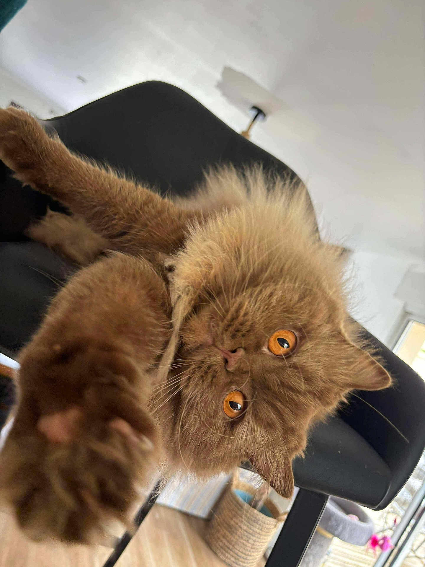 Texas participe au concours pour gagner de l'argent avec cette photo : cat, fluffy, orange_eyes, brown_fur, stretching_paw, chair, indoor, home, basket, cat_tree, furniture, playful, pet, close_up, curious, whiskers, soft_fur, relaxed, bright_eyes, domestic_cat