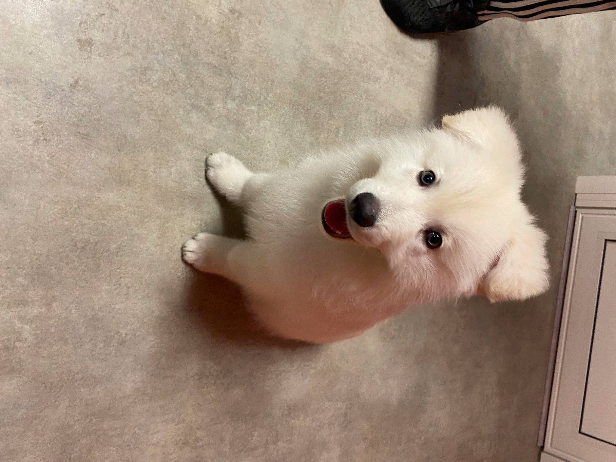 Rayko participe au concours pour gagner de l'argent avec cette photo : american_eskimo_dog, canidae, carnivore, chest_of_drawers, companion_dog, dog, dog_breed, fur, japanese_spitz, non_sporting_group, pomeranian, puppy, samoyed, snout, spitz, stuffed_toy, toy, toy_dog, volpino_italiano, working_animal