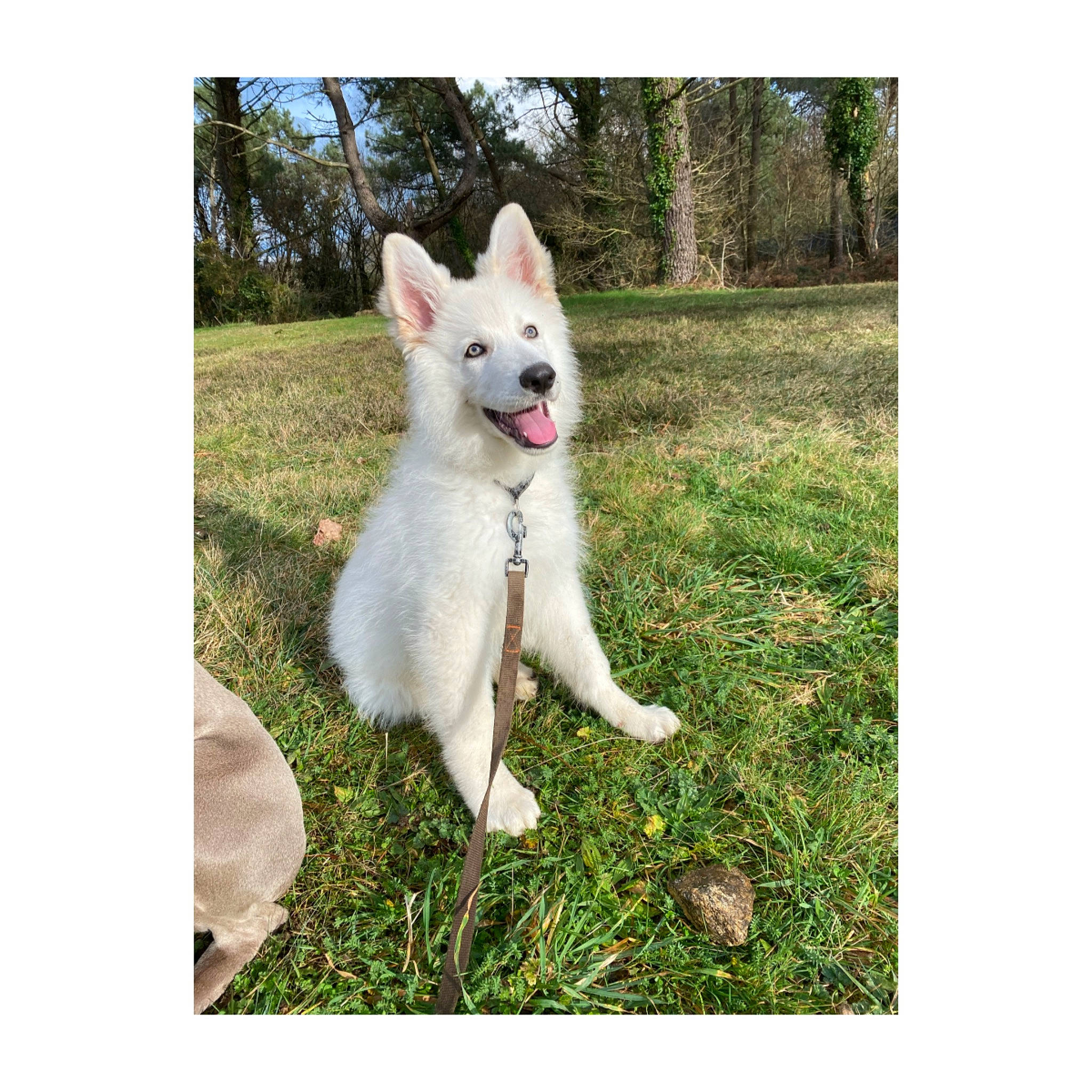 Rayko participe au concours pour gagner de l'argent avec cette photo : ancient_dog_breeds, canidae, carnivore, companion_dog, dog, dog_breed, fawn, fur, grass, happy, photo_caption, plant, rectangle, snout, sporting_group, tail, terrestrial_animal, tree, working_animal, working_dog