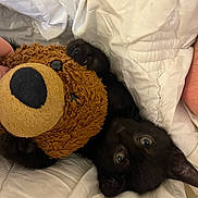 Adams a rejoint le concours — aidez-le/la à gagner de superbes lots ! black_kitten, cat, toy, teddy_bear, blanket, white_blanket, pet, animal, cute, playful, indoor, feline, claws, whiskers, fur, bed, cozy, resting, close_up, soft