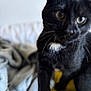 Adams participe au concours pour gagner de l'argent avec cette photo : black_cat, cat, pet, feline, animal, blurred, indoor, cozy, blanket, soft, curious, close_up, whiskers, fur, yellow_surface, white_patch, domestic_cat, sitting, portrait, household