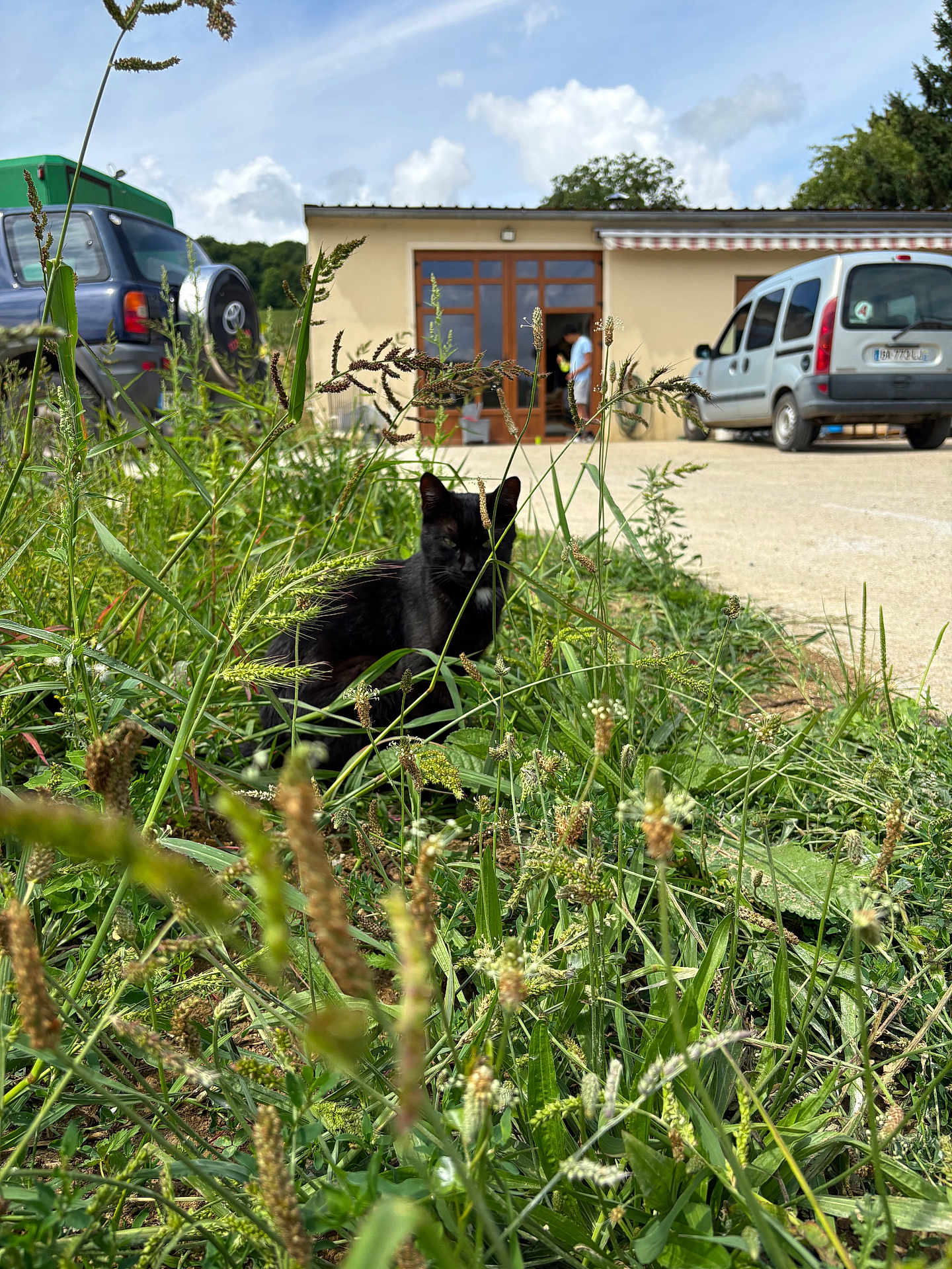 Adams participe au concours pour gagner de l'argent avec cette photo : black_cat, grass, outdoor, house, car, person, nature, plant, yard, daylight, greenery, suburban, wild, pet, animal, sky, cloud, door, window, conversation