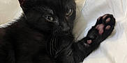 Adams participe au concours pour gagner de l'argent avec cette photo : black_cat, kitten, paw, pink_paw_pads, white_blanket, sleepy, cute, pet, animal, feline, fur, whiskers, closeup, resting, indoors, cozy, soft, young_cat, domestic_cat, relaxing