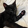 black_cat, kitten, paw, pink_paw_pads, white_blanket, sleepy, cute, pet, animal, feline, fur, whiskers, closeup, resting, indoors, cozy, soft, young_cat, domestic_cat, relaxing