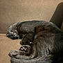 Adams participe au concours pour gagner de l'argent avec cette photo : cat, black_cat, sleeping, curled_up, paw_pads, feline, pet, indoor, couch, brown, fur, relaxed, nap, animal, mammal, cozy, sunlight, resting, whiskers, tail