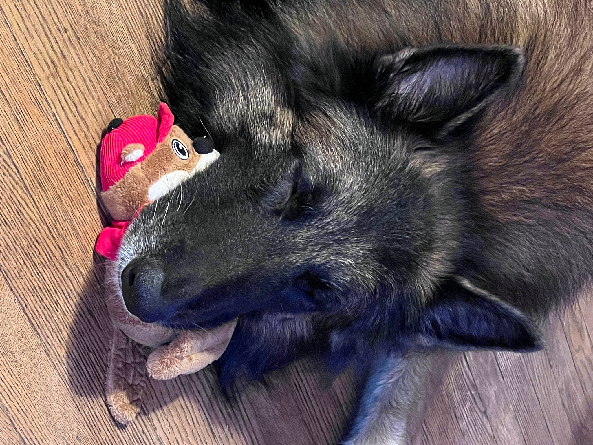 Sammy joined the competition — help win amazing prizes! black_norwegian_elkhound, borador, canidae, carmine, carnivore, claw, comfort, companion_dog, dog, dog_breed, dog_supply, ear, fur, german_spitz_mittel, paw, snout, sporting_group, tail, whiskers, working_animal